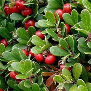 Полезные свойства толокнянки, противопоказания,