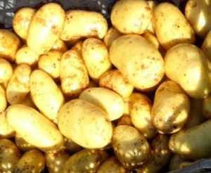 Семена образуются редко