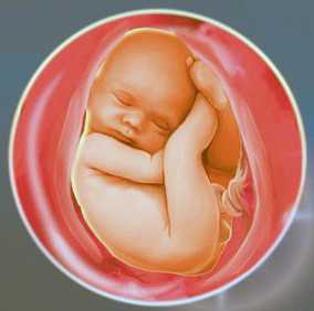 Будущая мама может вздохнуть спокойно у ее пузожителя