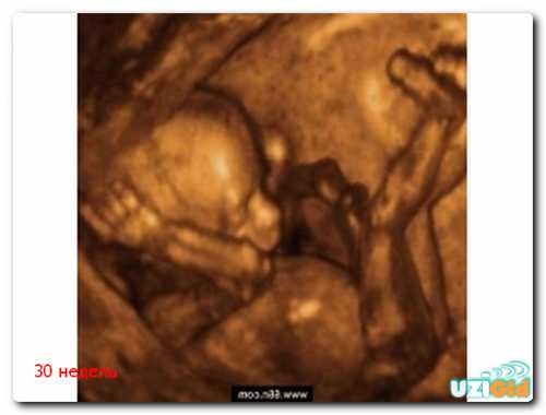 Седьмой месяц беременности