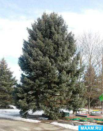 Сохраним сад зимой