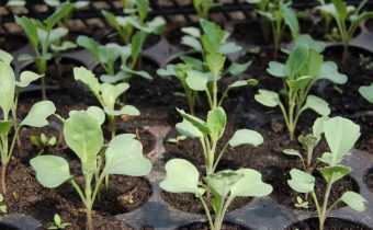 Приступать к выращиванию рассады следует со второй декады марта