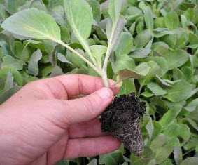 Когда сажать белокочанную капусту на рассаду: