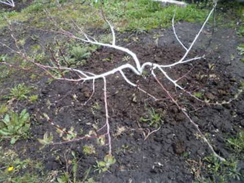 Вырастить яблоню: выбираем   посадочный материал,