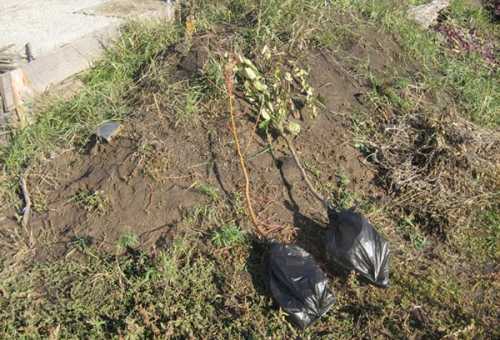 Грушу можно пересадить и в более зрелом возрасте, но до лет, и только при условии, что дерево здоровое