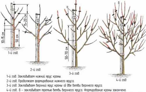 Кроме того, дерево должно быть уже взрослое
