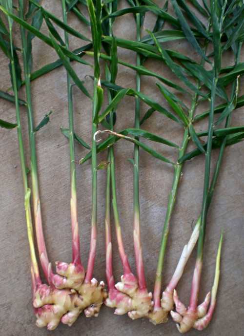 Вырастить это ценное растение дома не составит большого труда, достаточно соблюдать несколько основных правил