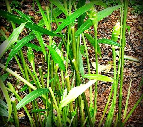 Тогда молодой человек отправился на поиски лекарства на