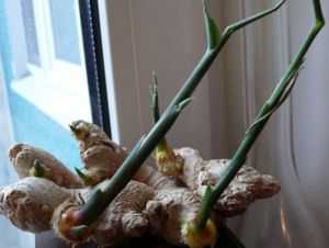 Имбирь: выращивание и уход в домашних условиях