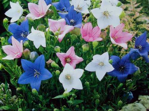 В высоту достигает до сантиметров