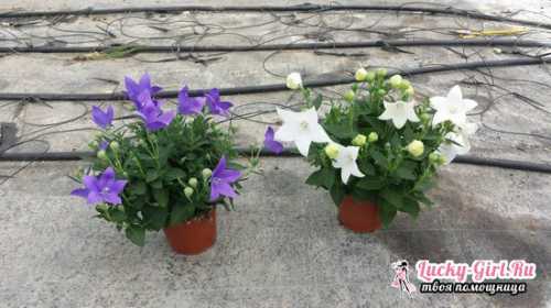 Платикодон: выращивание из семян дома,