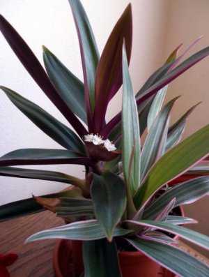 Более сложным, но правильным путем можно пойти добавив в получившуюся смесь листовую и перегнойную земли