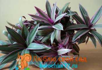 Рео: уход и выращивание рео