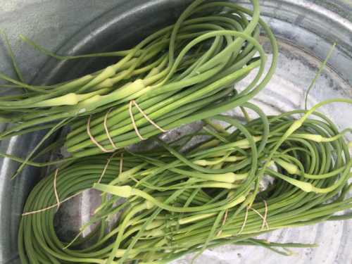 Лекарственные свойства чесночных стрелок теряются при термической обработке, так что лучше употреблять их в пищу в сыром виде