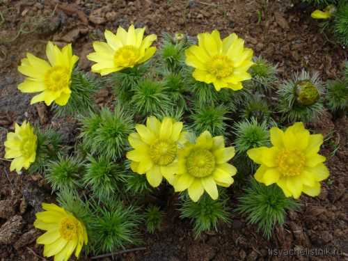 Форма стеблей, достигающих см, неоднозначная прямая, голая, ветвистая или бороздчатая