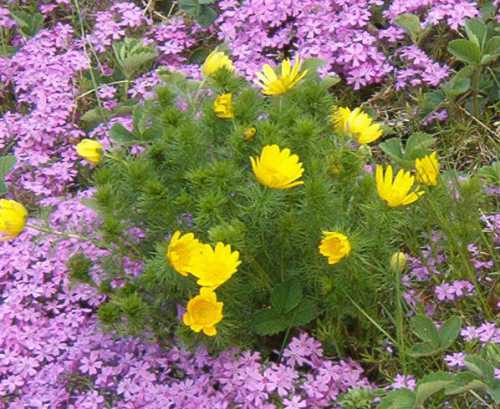 Англичане прозвали этот сорт глаз фазана