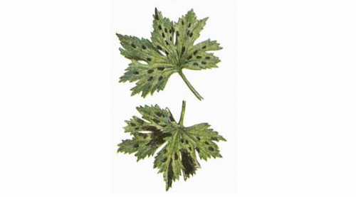 Накройте емкость прозрачной крышкой, а затем черной пленкой или укрывным материалом, так как семена дельфиниума лучше всходят в темноте, и поставьте контейнер на подоконник поближе к стеклу