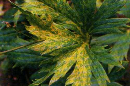 Дельфиниум фото: уход и посадка, как выбрать