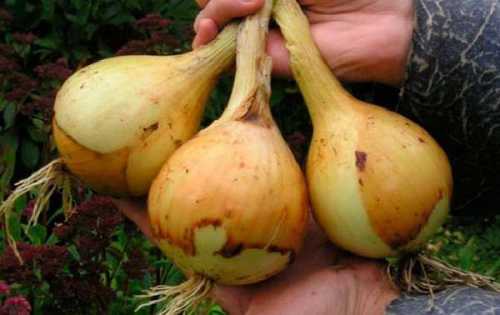 Когда сеять лук Эксибишен на рассаду: правильная