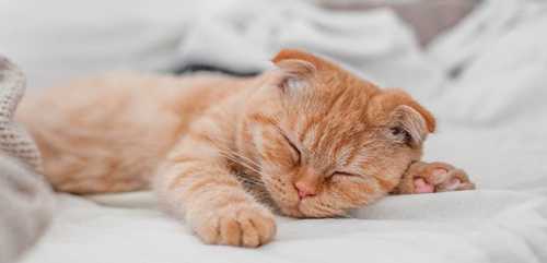 Получить во сне весть о смерти матери