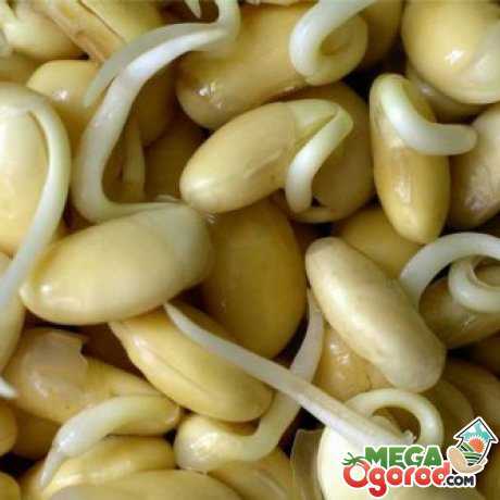 Как прорастить фасоль для школы