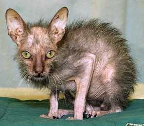 Как котята родятся