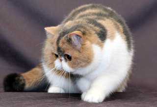 Ктото за полчаса восьмерых котят выдает, а ктото мучается по часов