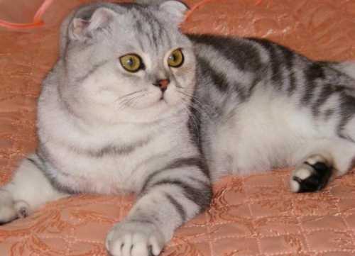 За пару дней до родов кошечка начинает вылизывать и себя, и всех животных, живущих рядом, как будущих котят