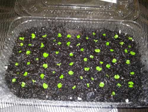 Посадка колеуса: выращивание, технология посадки,