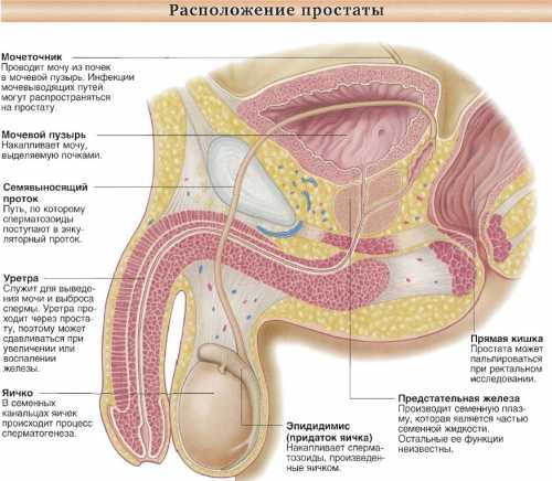Общими симптомами, свойственными при всех стадиях рака предстательной железы, являются