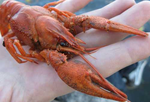 Могут ударить в нос ароматом нероли, обернуться запахом стирального порошка или окончательно закрепиться на запястье теплым запахом миндаля