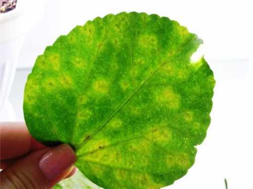 Настурция фото: посев и уход, фото, выбираем