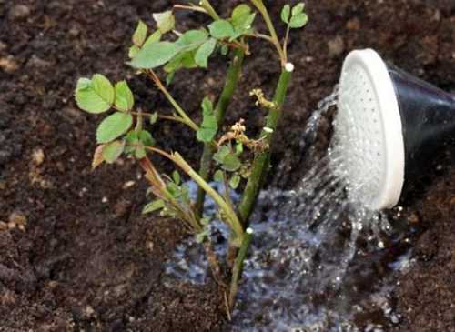 Роза Форибунда, посадка и уход выбираем