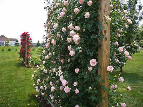 Оставшееся пространство засыпается смесью и слегка утрамбовывается