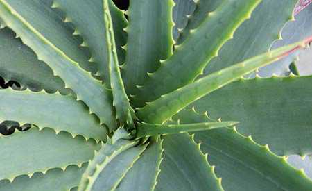 Доказано Алоэ вера полезна для здоровья
