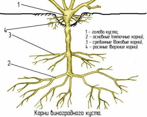 Они называются сучками восстановления и замещения