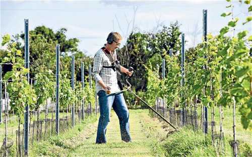 Как  ухаживать за виноградом осенью, преимущества