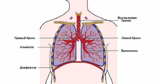 Атрофический трахеит является причиной истончения слизистой оболочки