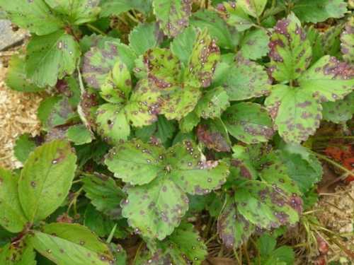 Как вырастить клубнику, выбираем посадочный