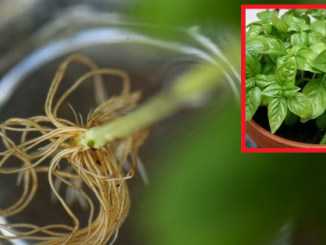 Запишите себе обязательно Рецепт чесночного масла для сосудов