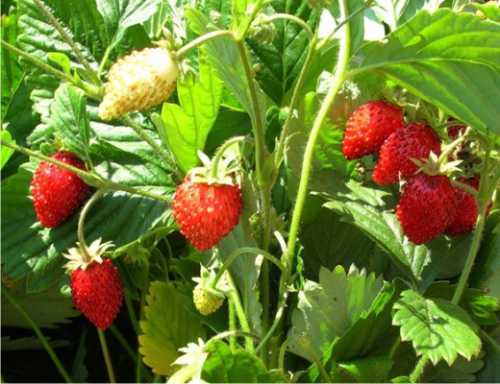 Земляника лесная,  ягоды и листья, в чём её