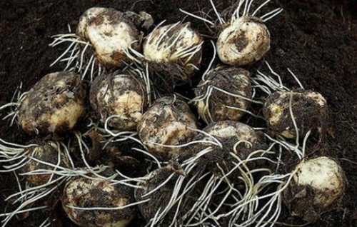 Как  посадить рябчики осенью, преимущества