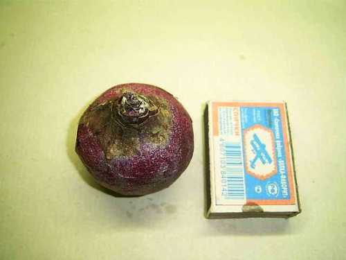 Всходы семян будут уже следующей весной