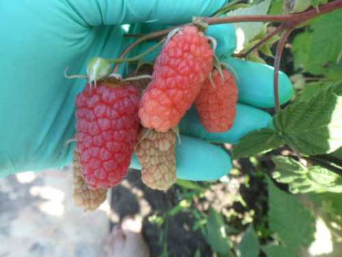 Сегодня мы расскажем вам об особенностях ремонтантных сортов малины для юга