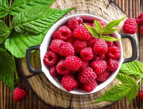 Выбор сорта ремонтантной малины для Юга России: