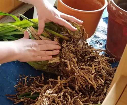 Как ухаживать за пальмой, осуществляем посадку