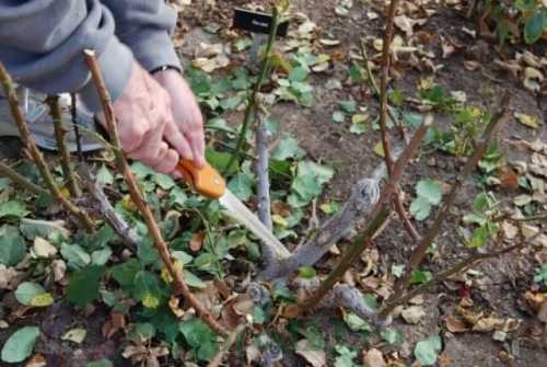 В течение месяцев появятся всходы. Ежедневно плёнку нужно снимать и в течение часа проветривать ёмкости