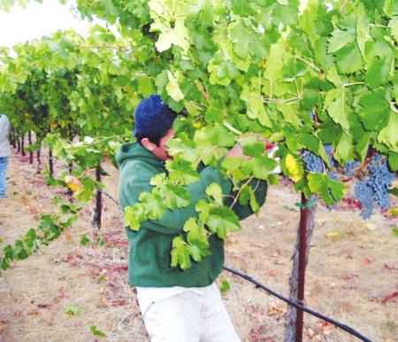 В летнее время растение можно держать на улице