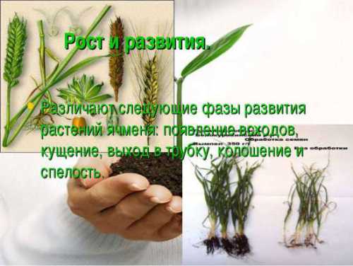 Кортадерия без проблем переносит засуху