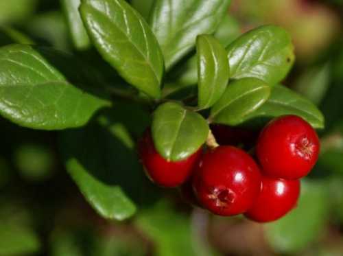 В большом количестве в ягодах клюквы представлены органические кислоты лимонная, щавелевая, хинная, яблочная, бензойная и другие